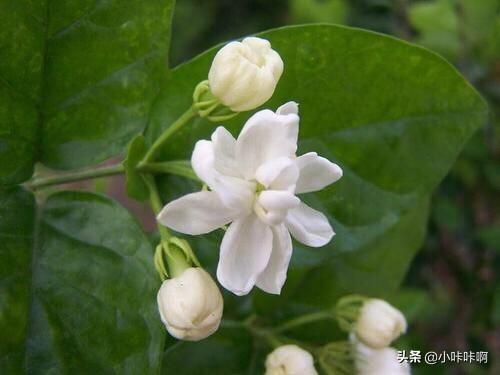 茉莉花香 （茉莉花香囊怎么做）