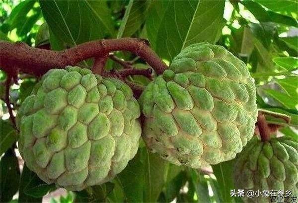 40岁学种植技术去哪学比较好呢 北柴胡种植技术与效益？