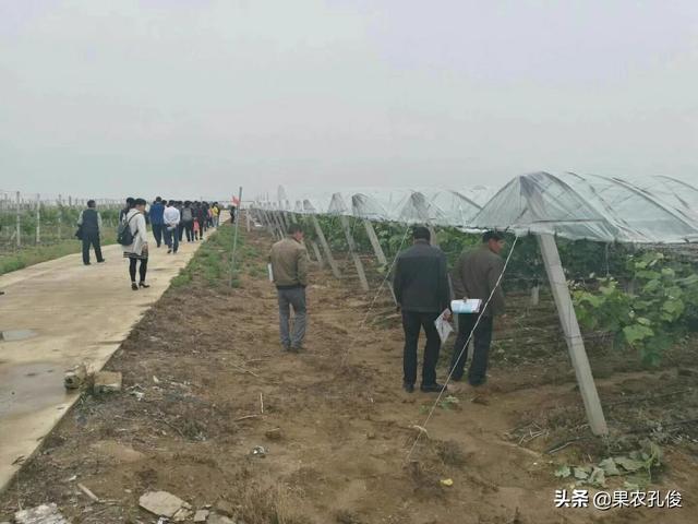 种植水果园设计意图简单,种植水果园设计意图简单一点