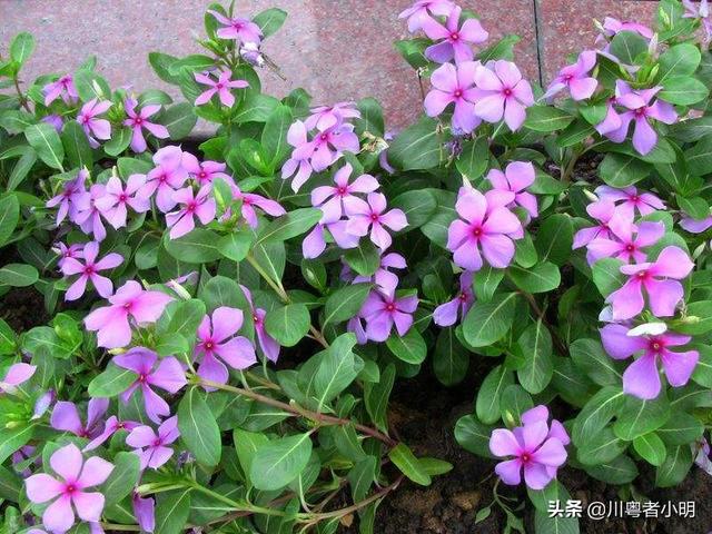 阳台花园种植四季,阳台花园种植四季豆好吗