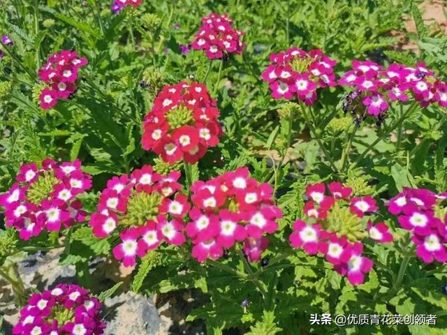 蔬菜种植高手，蔬菜种植高手是谁