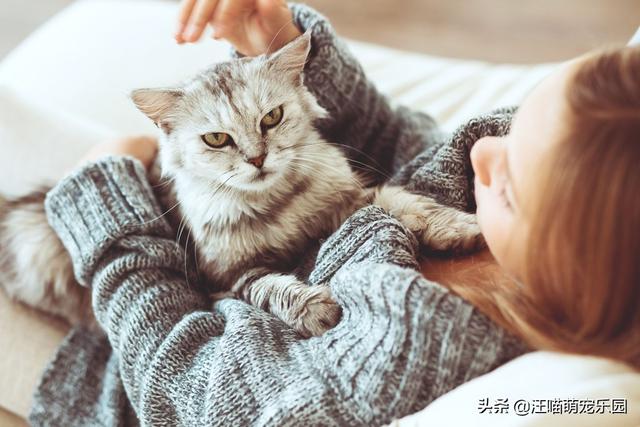 男生对于养猫的女生怎么看