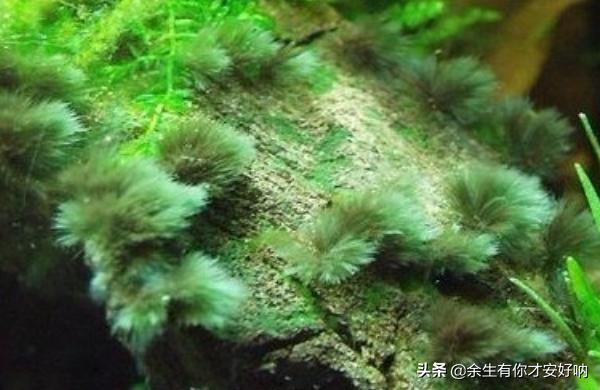 孢子的功效与作用和主治 孢子2-第1张图片-随然AIR主题