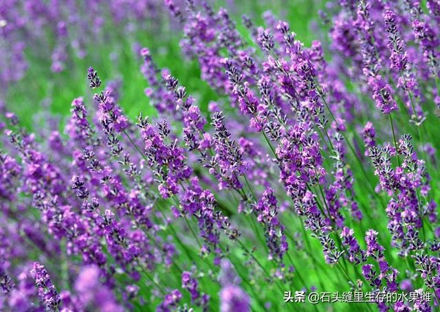 花园驱虫什么效果好,花园驱虫什么效果好一点