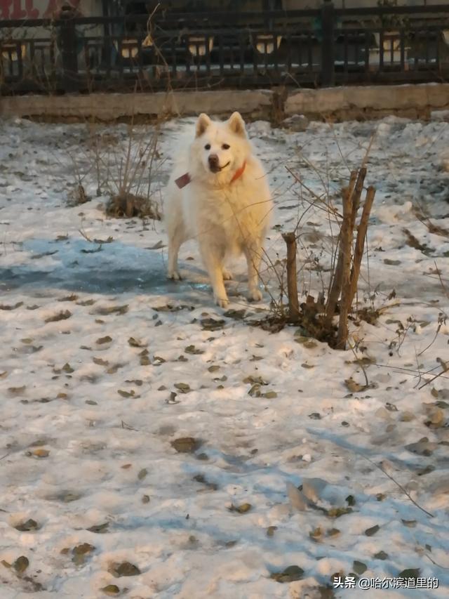 哈尔滨下雪必去的景点(图5)