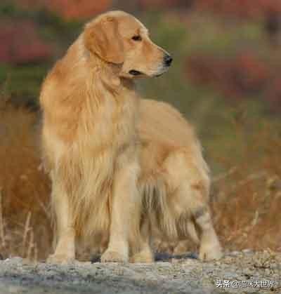 想养一只大型犬你们推荐哪个品种