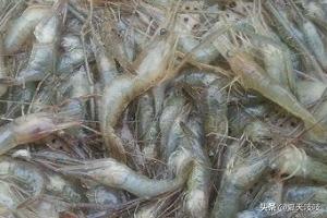 虾米怎么做好吃-虾米怎么做好吃又简单