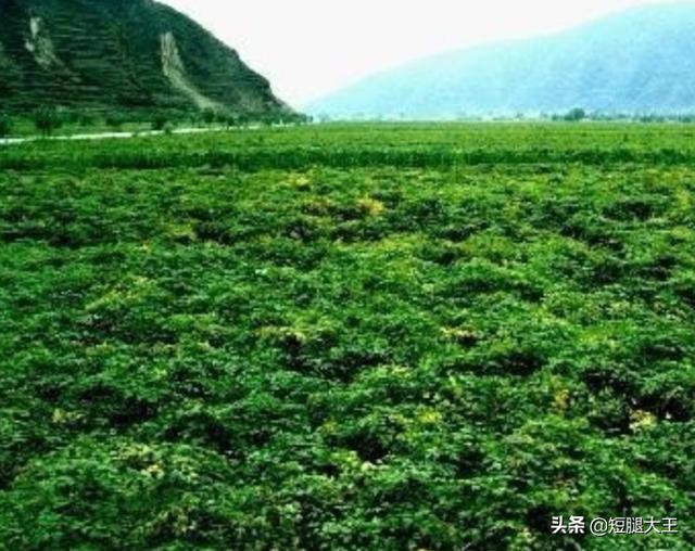 农业种植什么项目前景好挣钱多 种植业什么前景最好