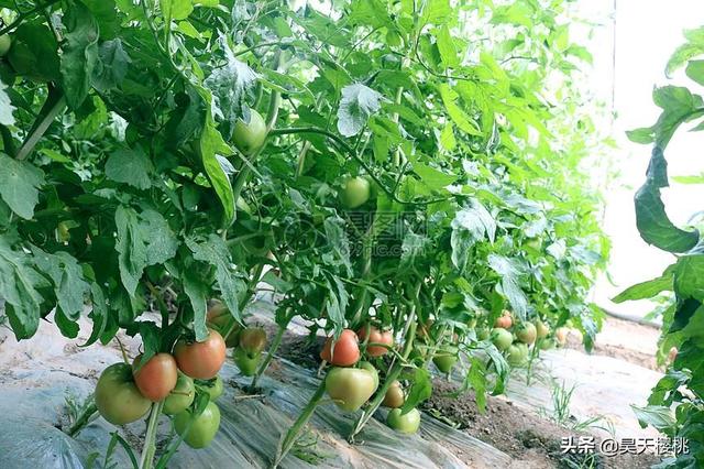 农业大棚种植技术视频教学 大棚蔬菜种植需要注意哪些问题？