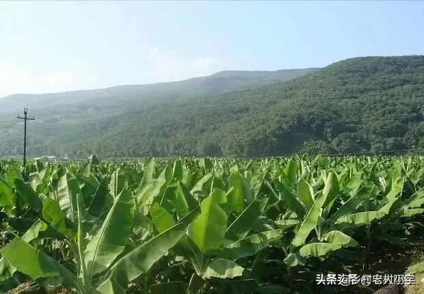 花园香蕉种植方法图解大全,花园香蕉种植方法图解大全视频