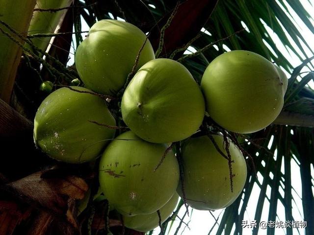 植物传播种子的方法? 植物传播种子的方法有哪些?!