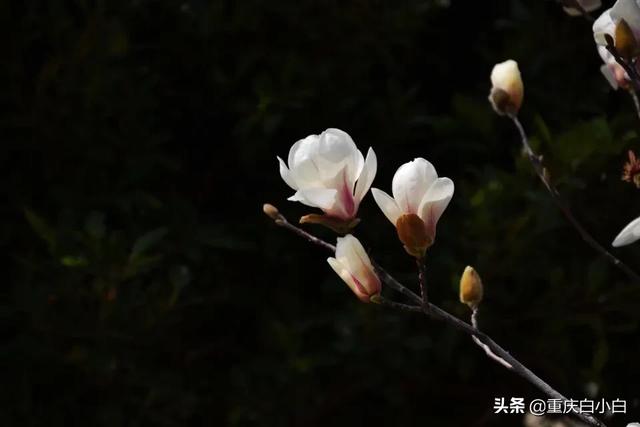 怎么种花树,怎么种花树能让根长出根艺