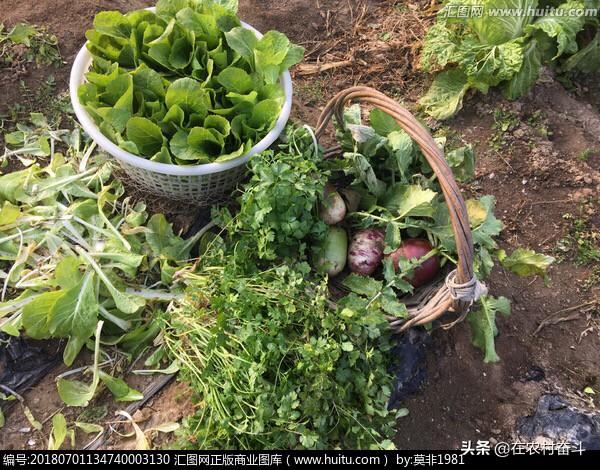 苗木种植合同 浇水怎么写 除虫协议书