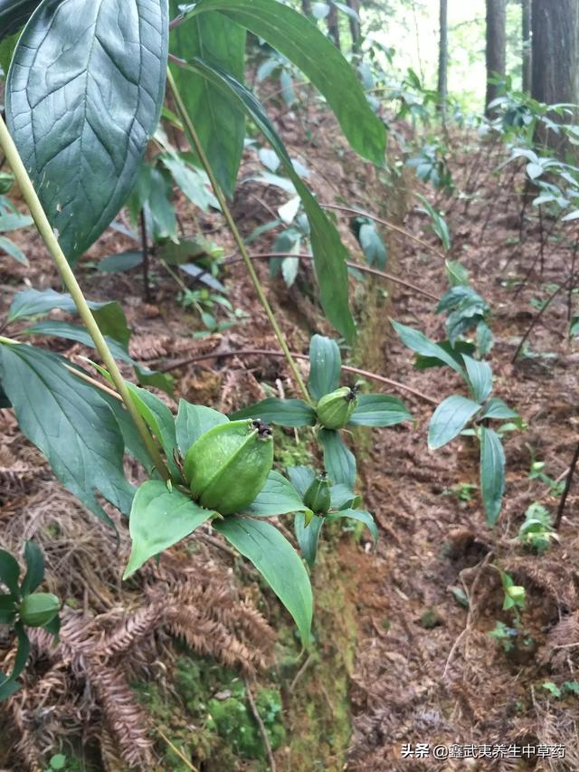 果园种植哪些蔬菜最好呢,果园种植哪些蔬菜最好呢视频