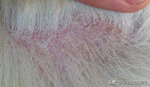 三个月边牧掉毛怎么办,第5张