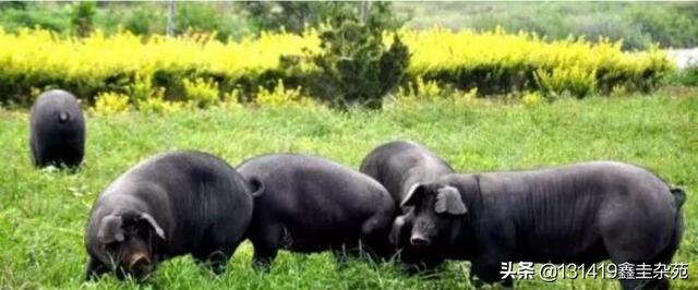 为什么有人说中国人是日本人的祖先，有什么依据吗？：日本人算人类吗