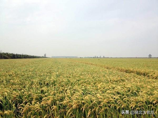 果园种植水稻用什么化肥,果园种植水稻用什么化肥最好