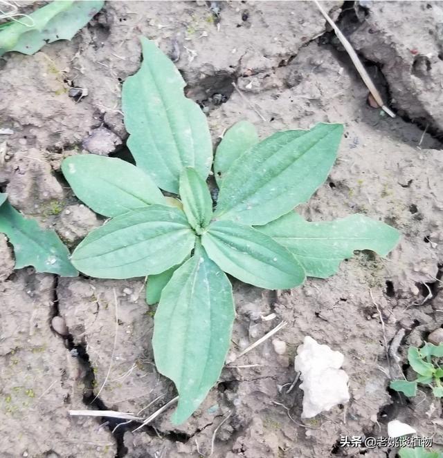 绿色蔬菜种植的前景，绿色蔬菜种植的前景如何