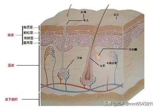 硬痘痘怎么消除挤不动(图2)