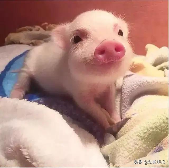 小學生養什么寵物好?小學生適合養什么寵物!