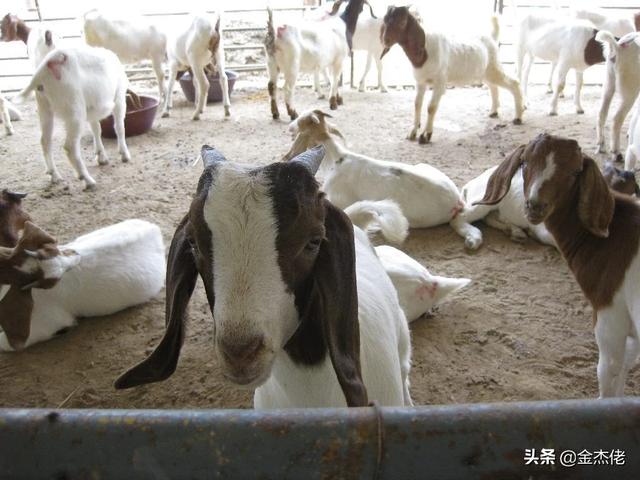 江西养殖业什么最赚钱农村-在江西养殖什么最合适赚钱