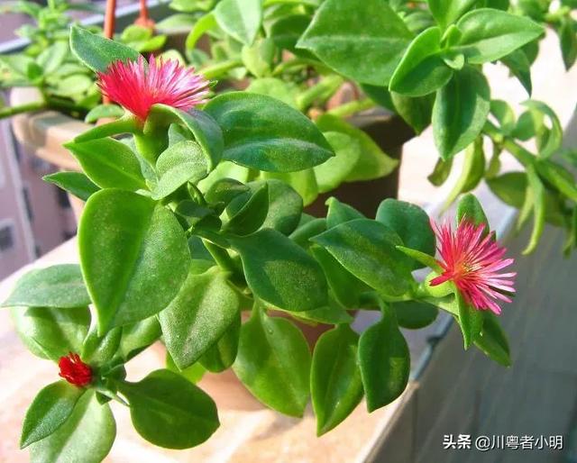 冬季花卉的管理?冬季花卉的管理方法!