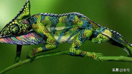 变色龙为什么会变色 变色龙-第1张图片-随然AIR主题