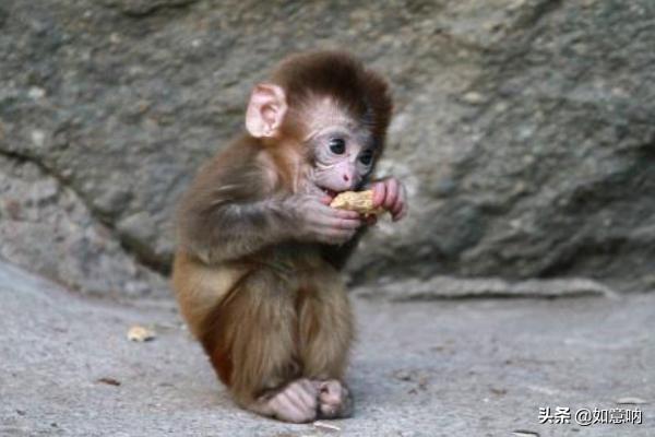 猴子（猴子捞月是什么生肖）