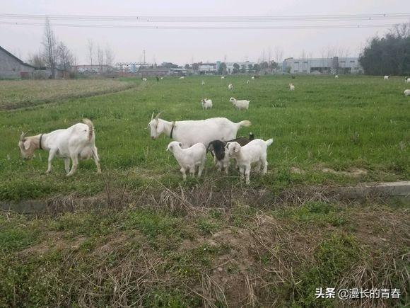 河南养羊国家补贴多少？