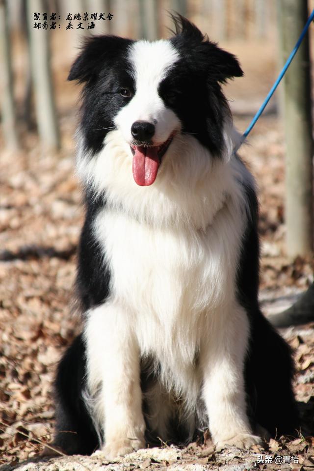 柴犬幼犬图片两个月柴犬幼犬图片