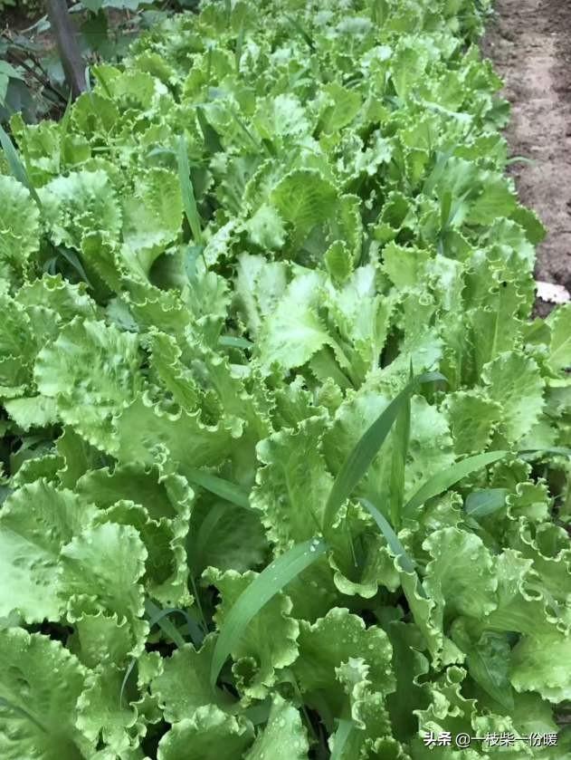 小麦财经行情资讯-小麦财经行情资讯最新