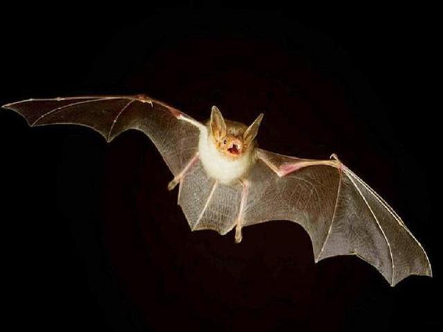 蝙蝠是什么动物（蝙蝠飞进家里预示什么）