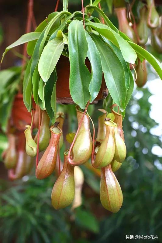 室内花园花草种植,室内花园花草种植方法