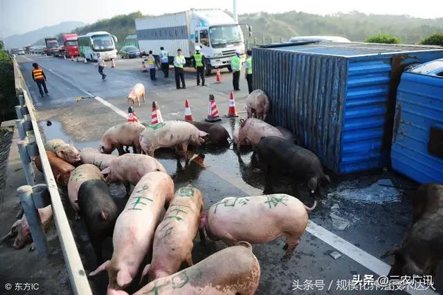 廊坊市生猪价格-廊坊市生猪价格今日猪价