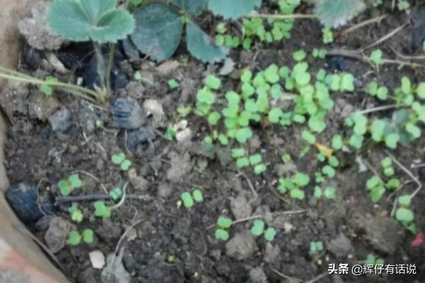 阳台花园种植袋图片大全,阳台花园种植袋图片大全集