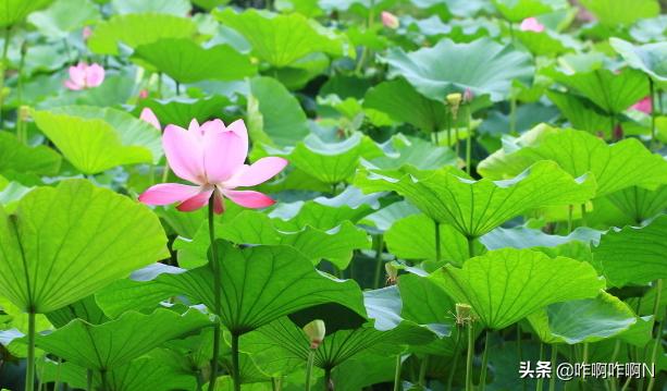 跟夏天有关的四字成语_跟夏天有关的四字成语有哪些