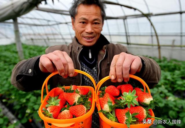 餐厅花卉图片?餐厅花卉图片大全!