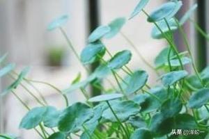 铜钱草如何搭配土壤好呢(图8)