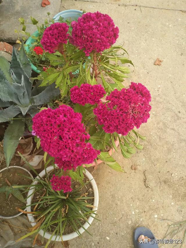 绿化花卉种植基地 树木有哪些,绿化花卉种植基地 树木有哪些种类