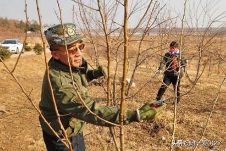 刚种的树什么时候可以施肥,刚种的树什么时候可以施肥啊