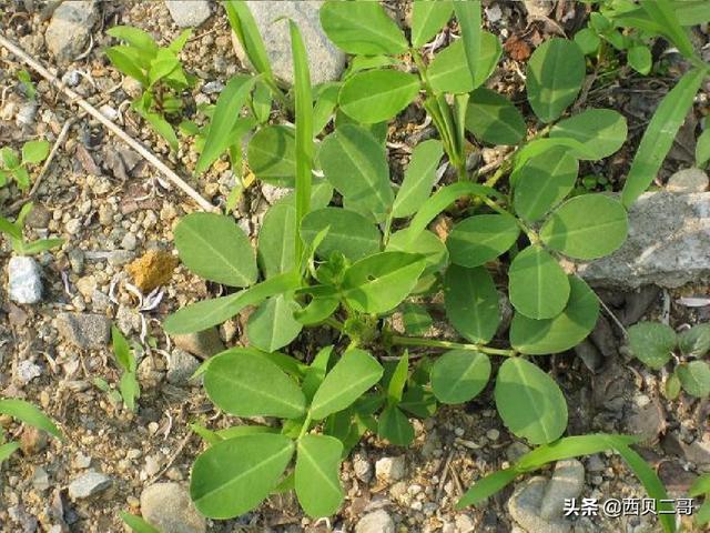 苗木种植合同 浇水怎么写 除虫协议书