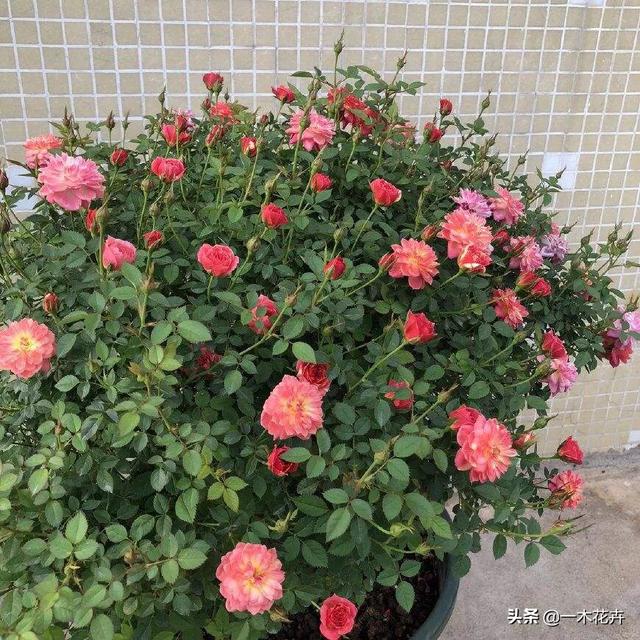冬天新买月季花怎么养护和管理(图24)