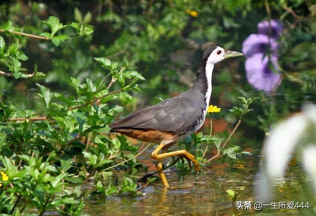 潮汕水鸡资料？：水鸡