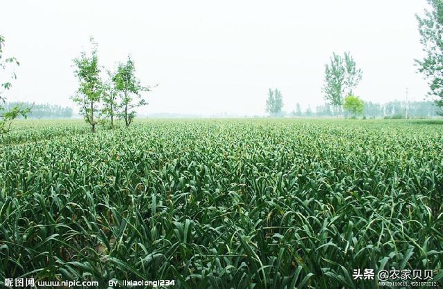 大大蒜种植技术视频 大蒜种植技术视频教程