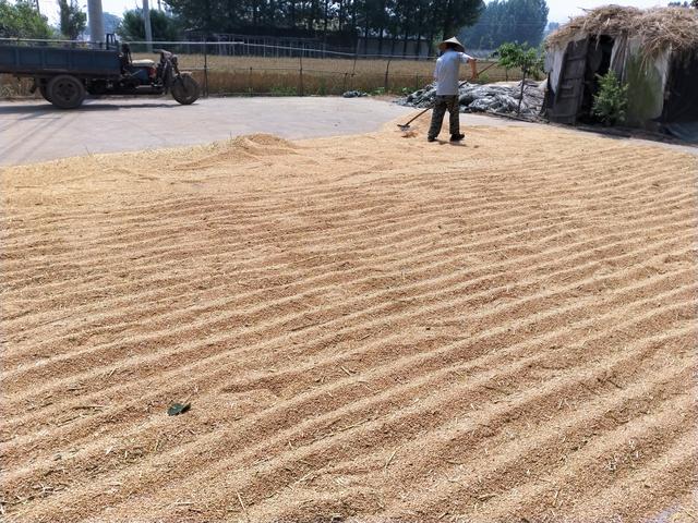 河南农忙季节怎么样