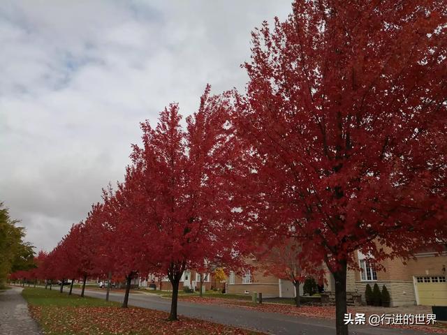 加拿大多伦多是什么样的一个城市