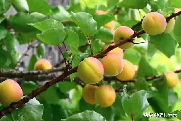 高山蔬菜种植技术，高山蔬菜种植技术要点