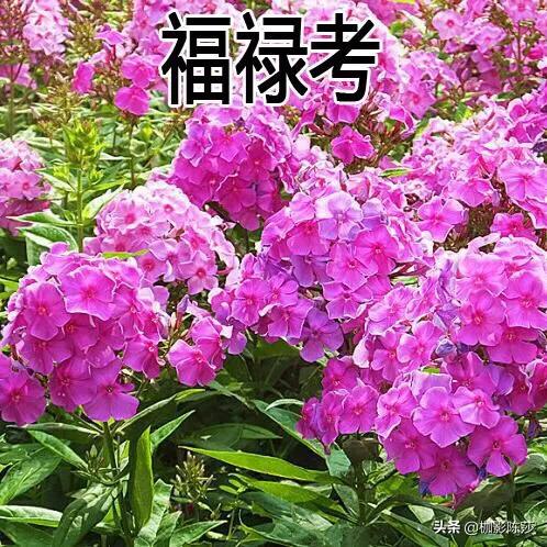 花卉绿植主题?花卉绿植主题名称!