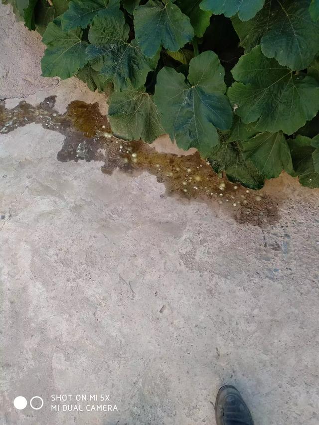 怎么区分狗狗是得了犬瘟热还是感冒,第3张