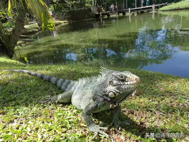 春节国外去哪玩 多少钱啊-春节国外去哪玩 多少钱啊